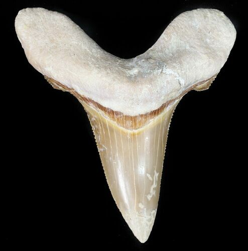 Auriculatus Shark Tooth - Dakhla, Morocco (Restored) #47848